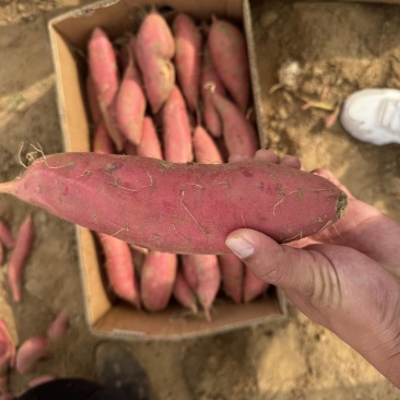 【推荐】内蒙古烟薯大量接单产地直发量大从优欢迎来电