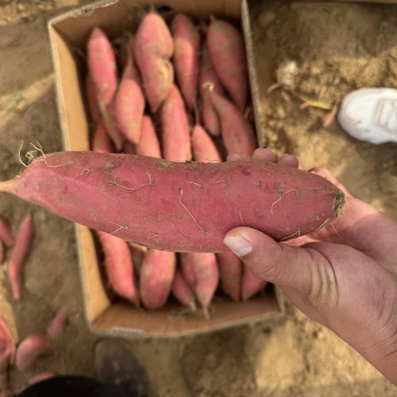【推荐】内蒙古烟薯大量接单产地直发量大从优欢迎来电