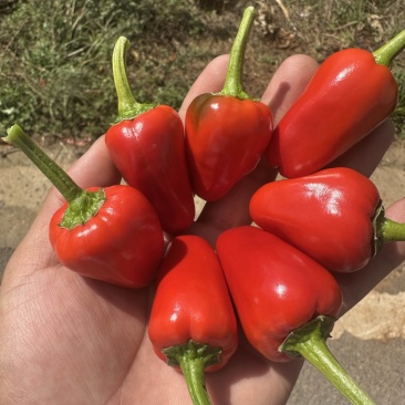 精品草莓椒，