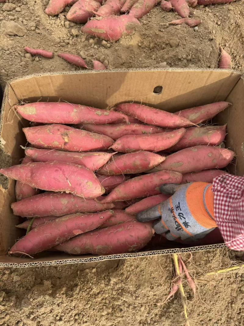 【推荐】内蒙古烟薯大量接单产地直发量大从优欢迎来电