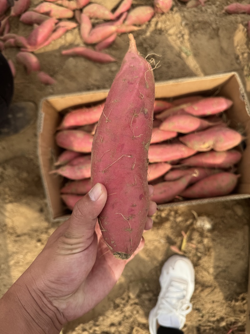 【推荐】内蒙古烟薯大量接单产地直发量大从优欢迎来电