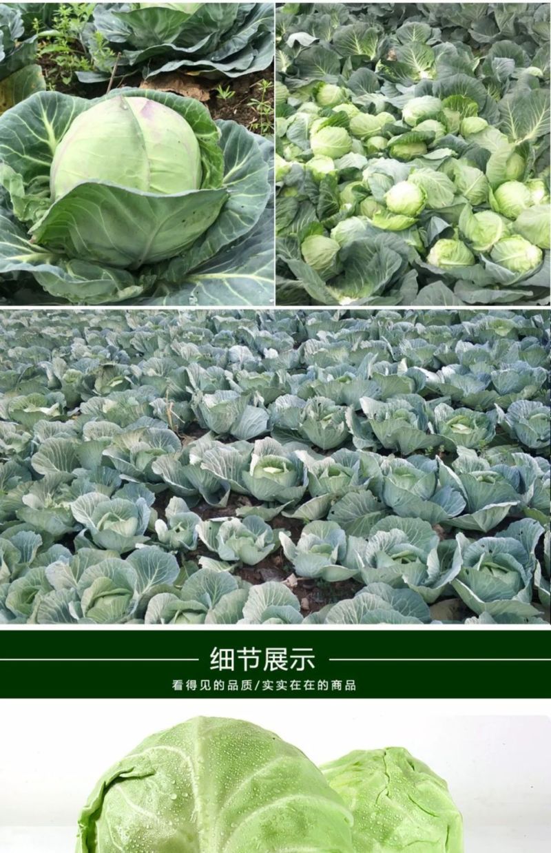 江苏南通海门甘蓝