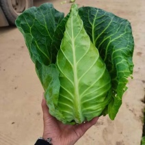 江苏南通海门牛心菜牛心甘蓝