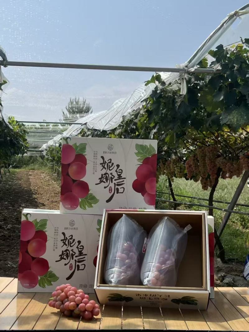 陕西生态果园妮娜皇后自有基地可视频看货欢迎咨询