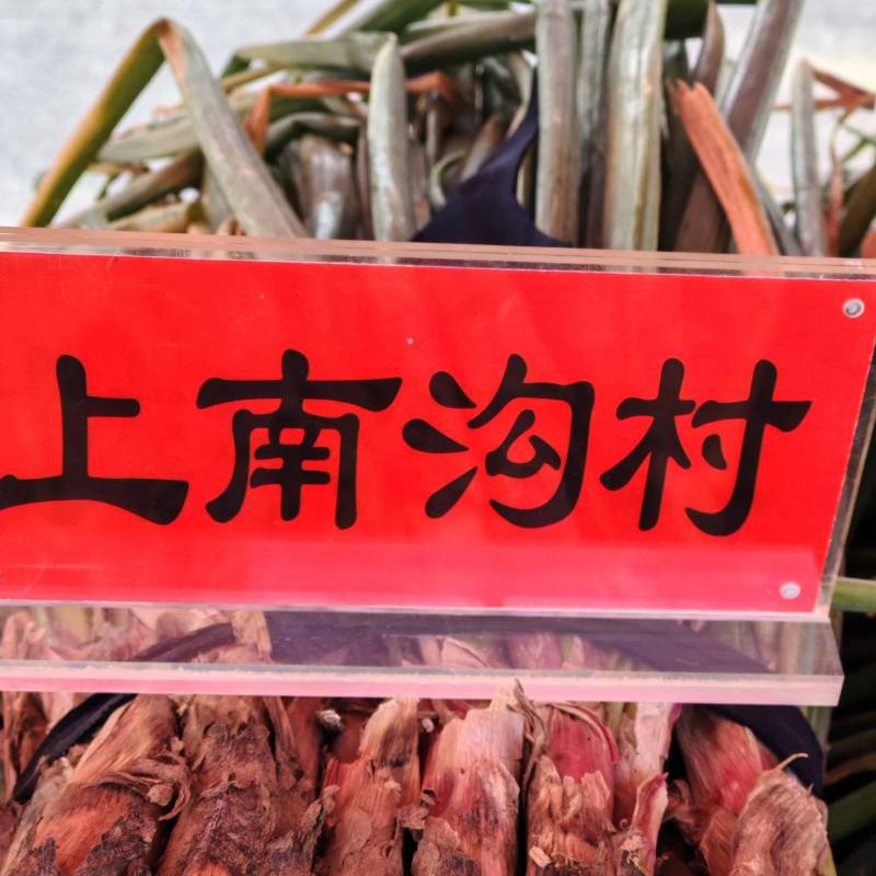 河曲红葱