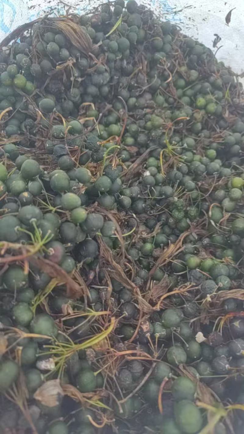 大量出售黄精干鲜货种子