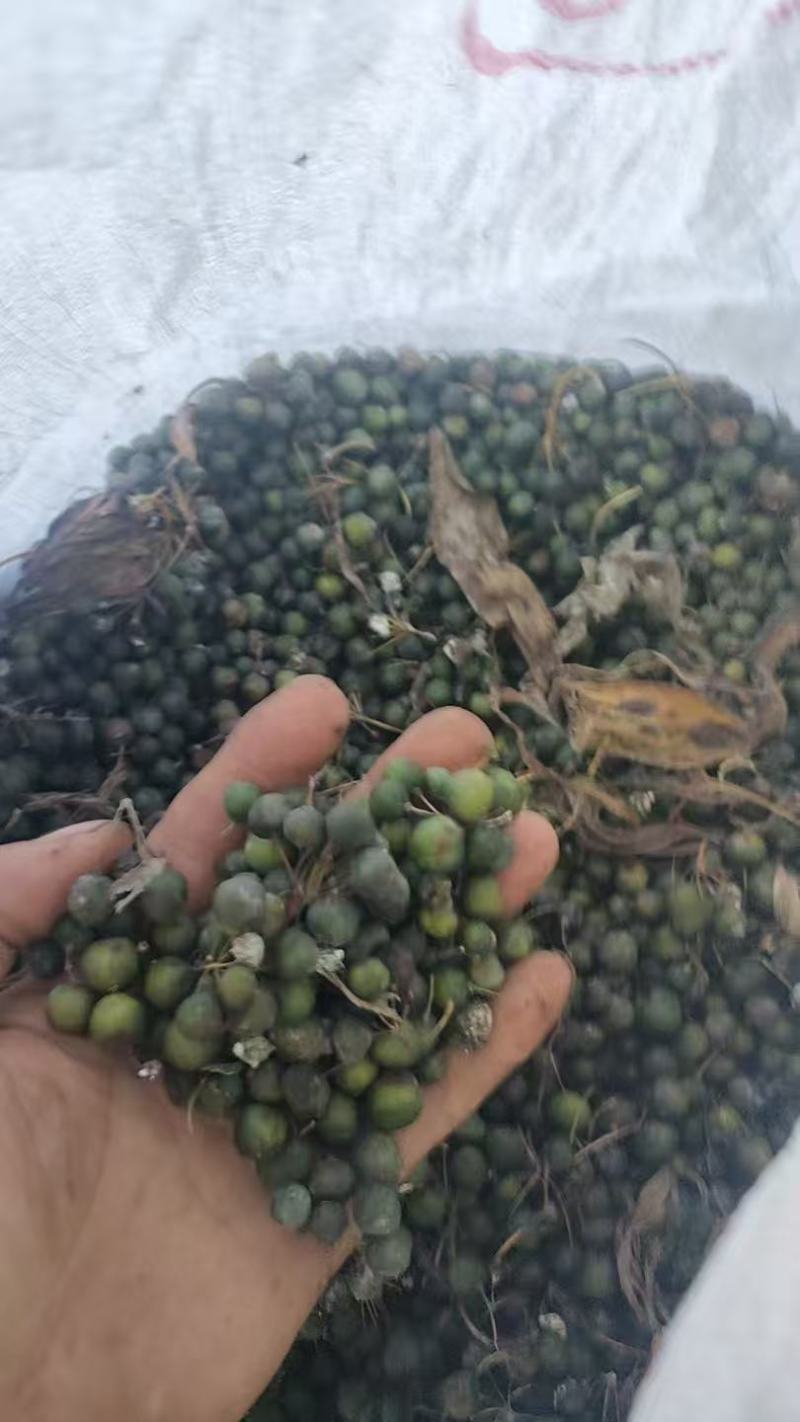 大量出售黄精干鲜货种子