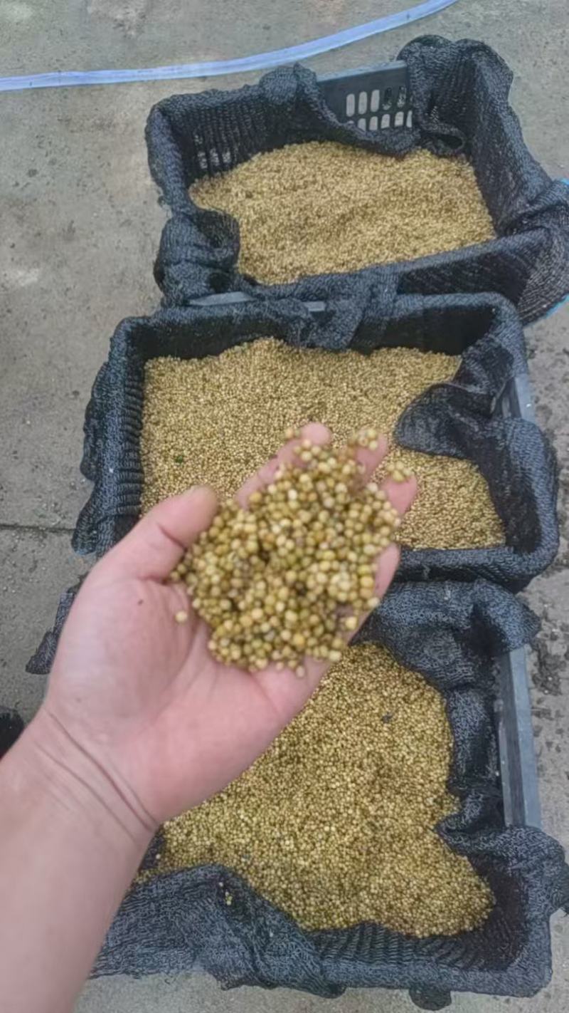 大量出售黄精干鲜货种子
