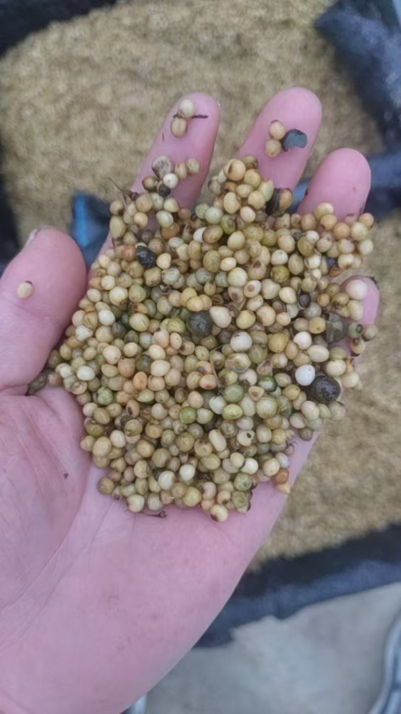 大量出售黄精干鲜货种子