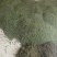 大量出售黄精干鲜货种子