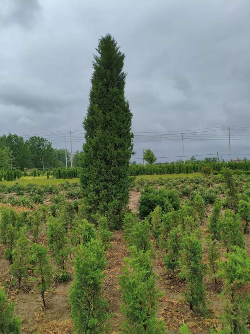 蜀桧塔柏桧柏柏树1一7米高适合高速公路，全国发货