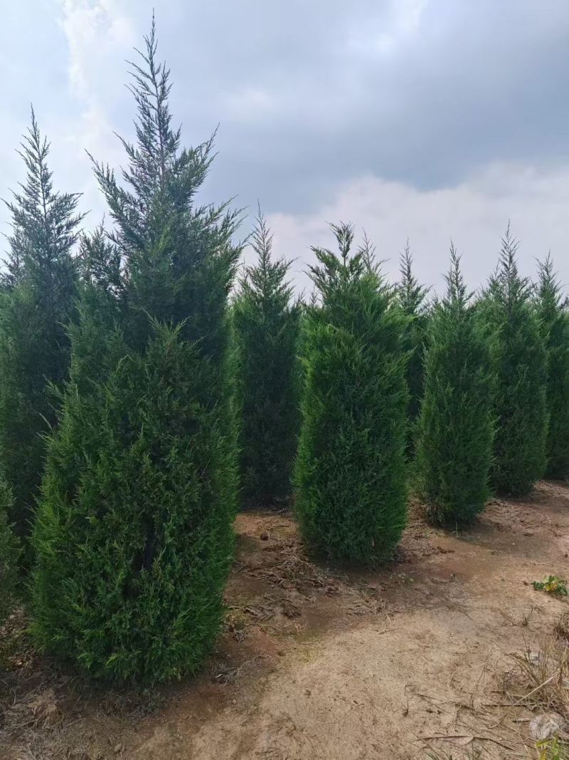 蜀桧塔柏桧柏柏树1一7米高适合高速公路，全国发货