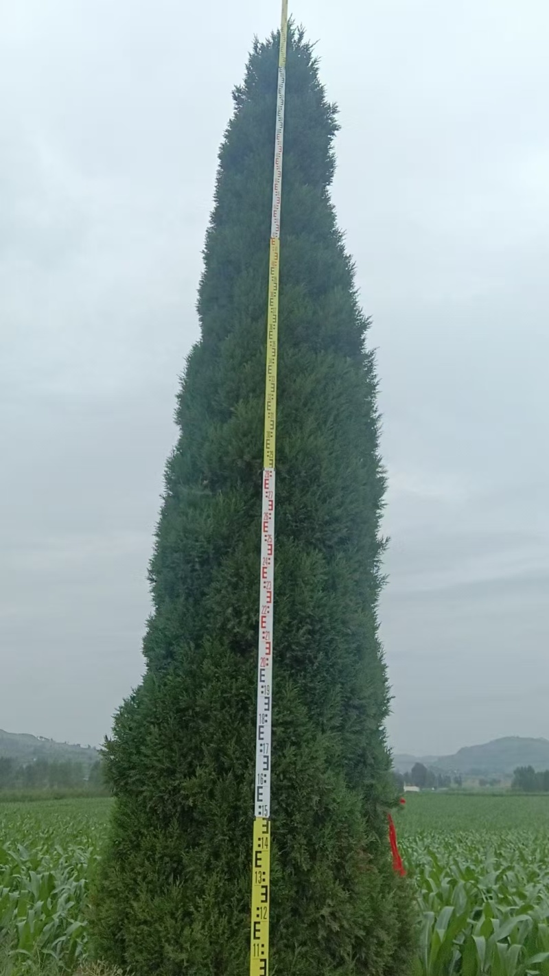 蜀桧塔柏桧柏柏树1一7米高适合高速公路，全国发货