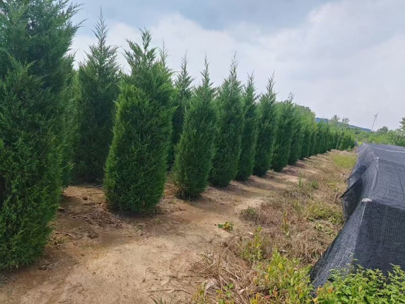 蜀桧塔柏桧柏柏树1一7米高适合高速公路，全国发货