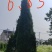 蜀桧塔柏桧柏柏树1一7米高适合高速公路，全国发货