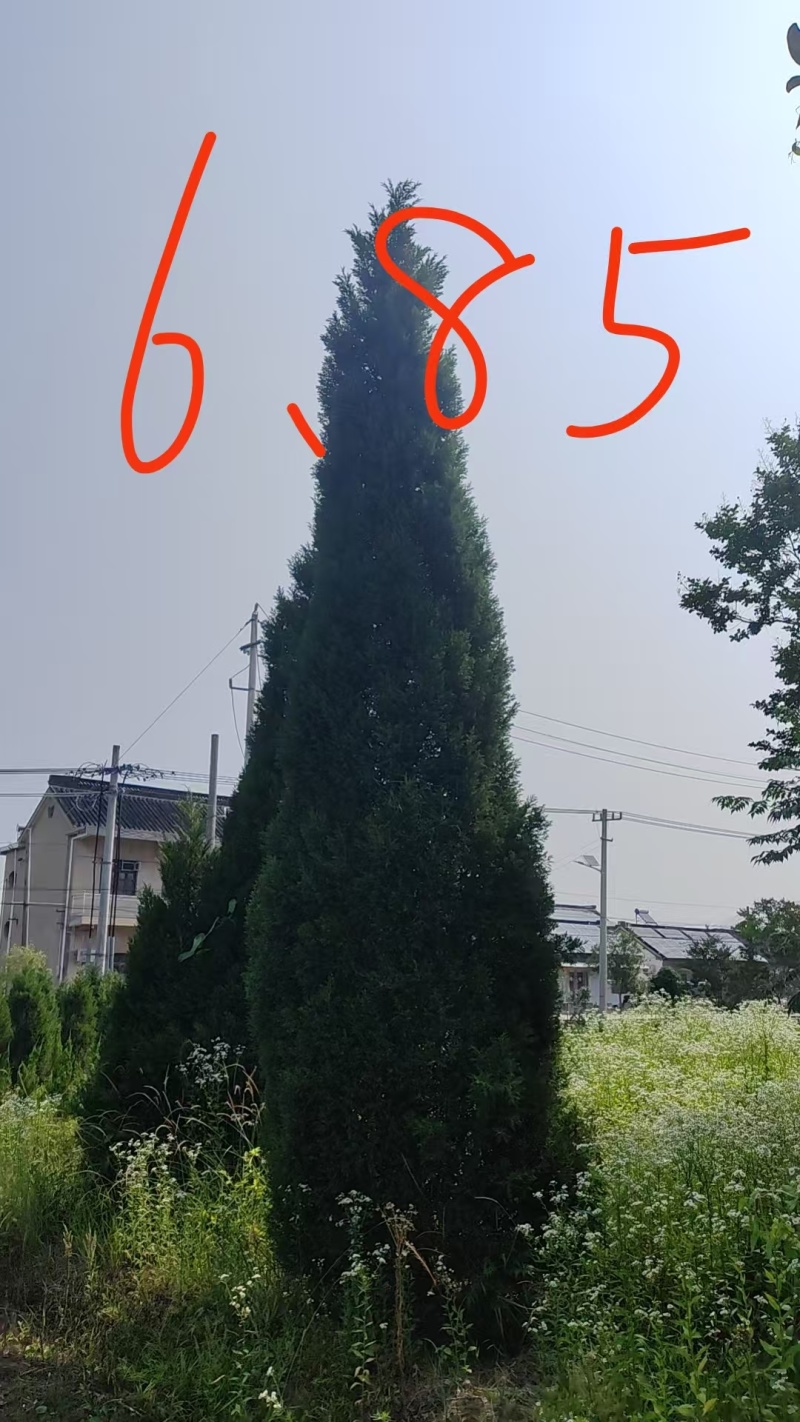 蜀桧塔柏桧柏柏树1一7米高适合高速公路，全国发货