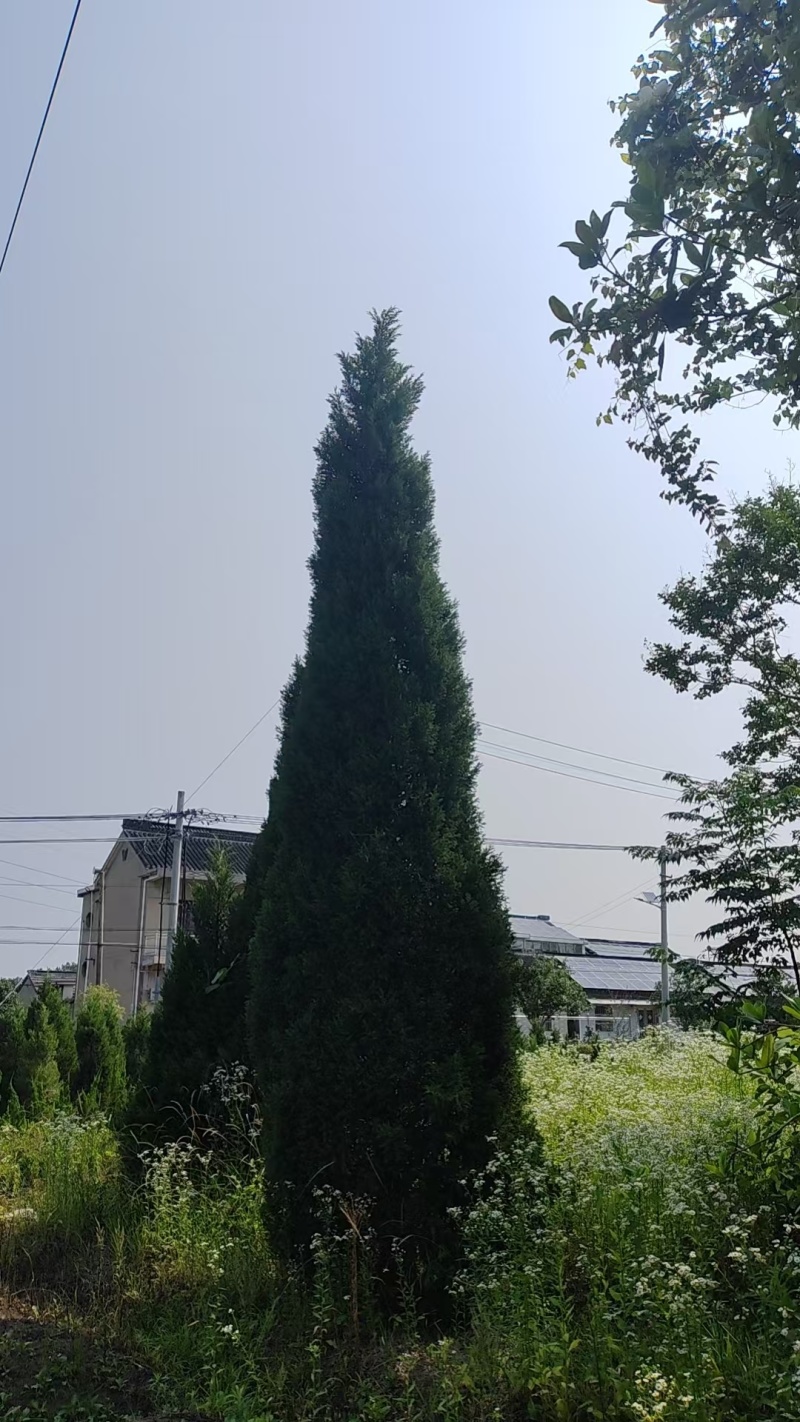 蜀桧塔柏桧柏柏树1一7米高适合高速公路，全国发货