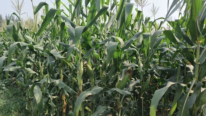 太阳花玉米/水果玉米大量有货基地直供品质优现摘现发欢迎咨