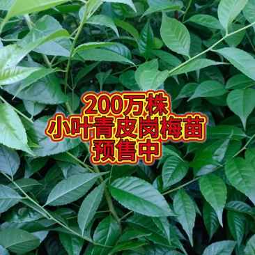 200万株岗梅苗。预售中，免费包技术指导