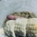 精品3公分糯玉米段