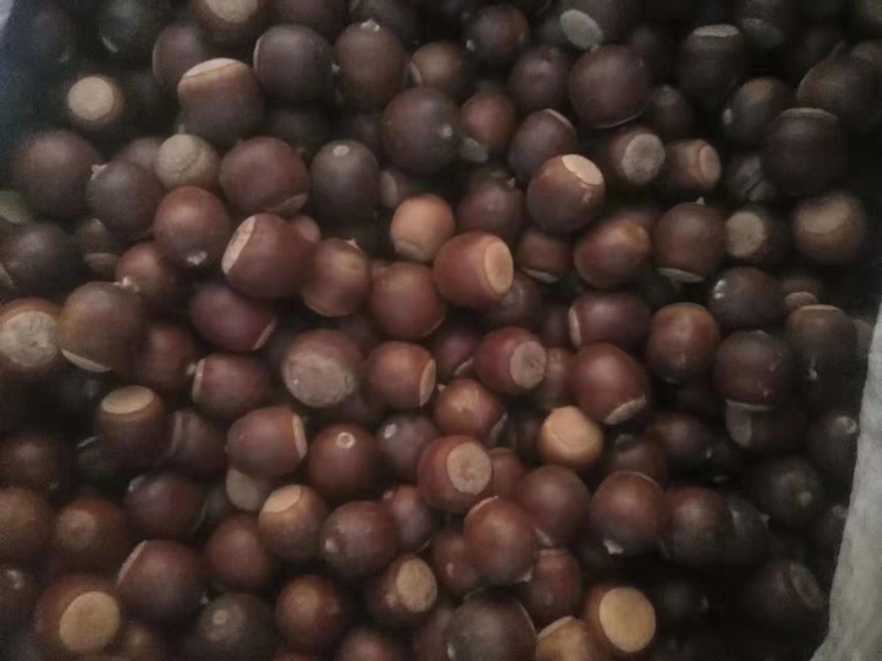 精选橡子蒙古栎种子