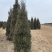塔柏蜀桧桧柏3一7米高，塔柏树蜀桧树基地量大联系