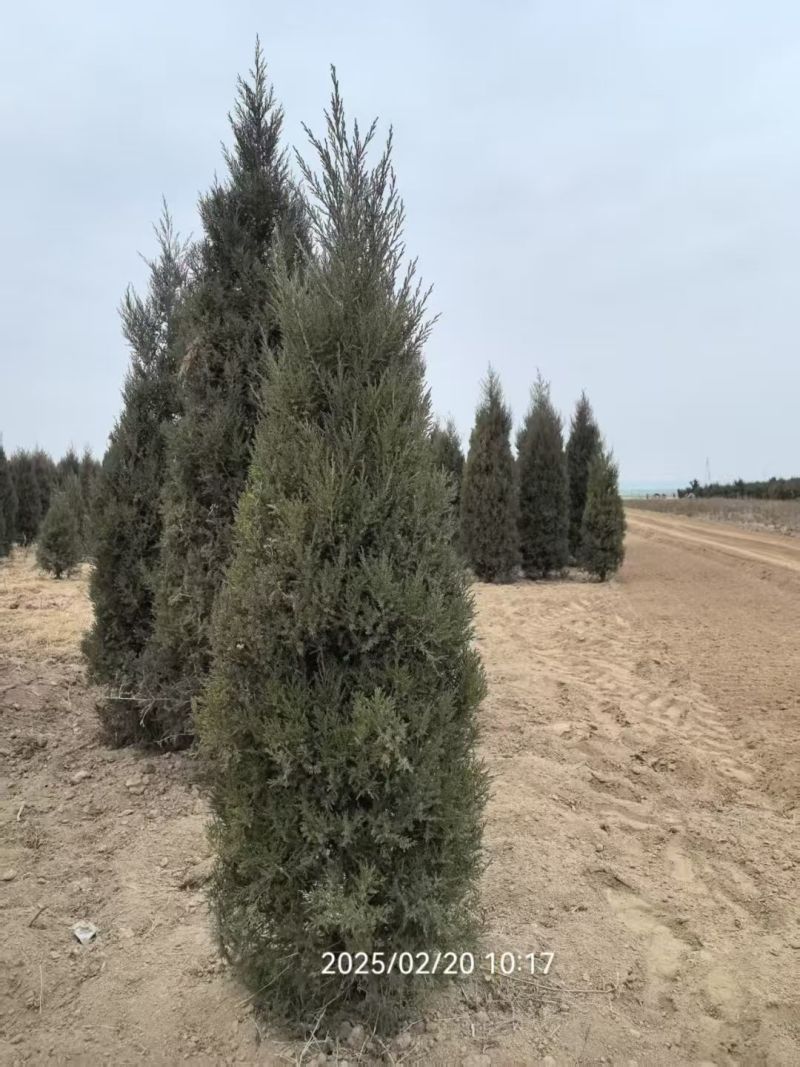 塔柏蜀桧桧柏3一7米高，塔柏树蜀桧树基地量大联系