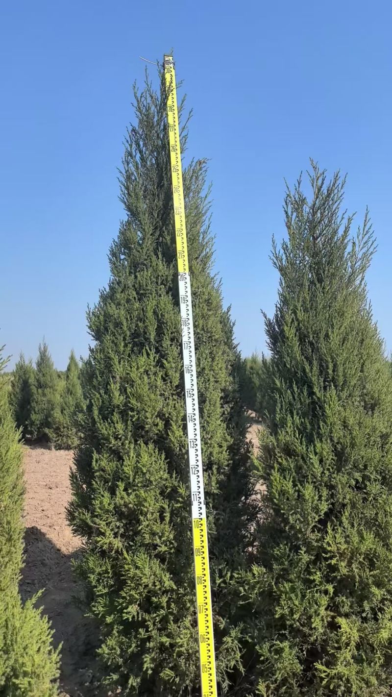塔柏蜀桧桧柏3一7米高，塔柏树蜀桧树基地量大联系