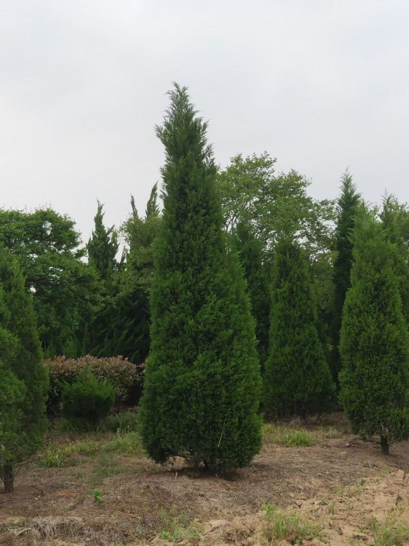 塔柏蜀桧桧柏3一7米高，塔柏树蜀桧树基地量大联系
