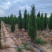 塔柏蜀桧桧柏3一7米高，塔柏树蜀桧树基地量大联系