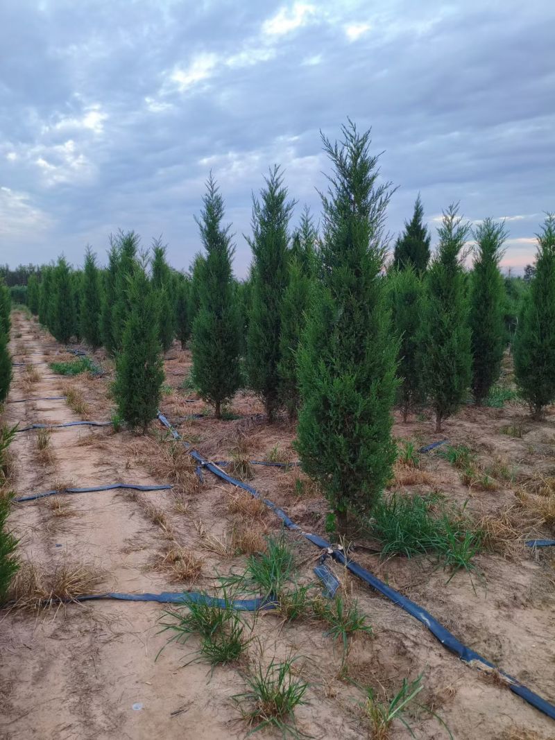 塔柏蜀桧桧柏3一7米高，塔柏树蜀桧树基地量大联系