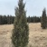 塔柏蜀桧桧柏3一7米高，塔柏树蜀桧树基地量大联系