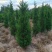 塔柏蜀桧桧柏3一7米高，塔柏树蜀桧树基地量大联系