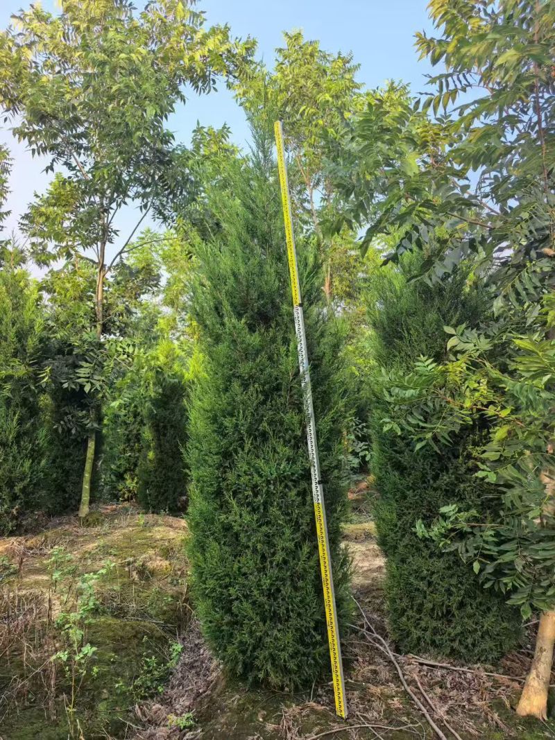 塔柏蜀桧桧柏3一7米高，塔柏树蜀桧树基地量大联系
