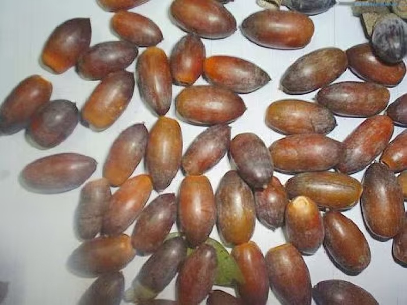 精选橡子蒙古栎种子