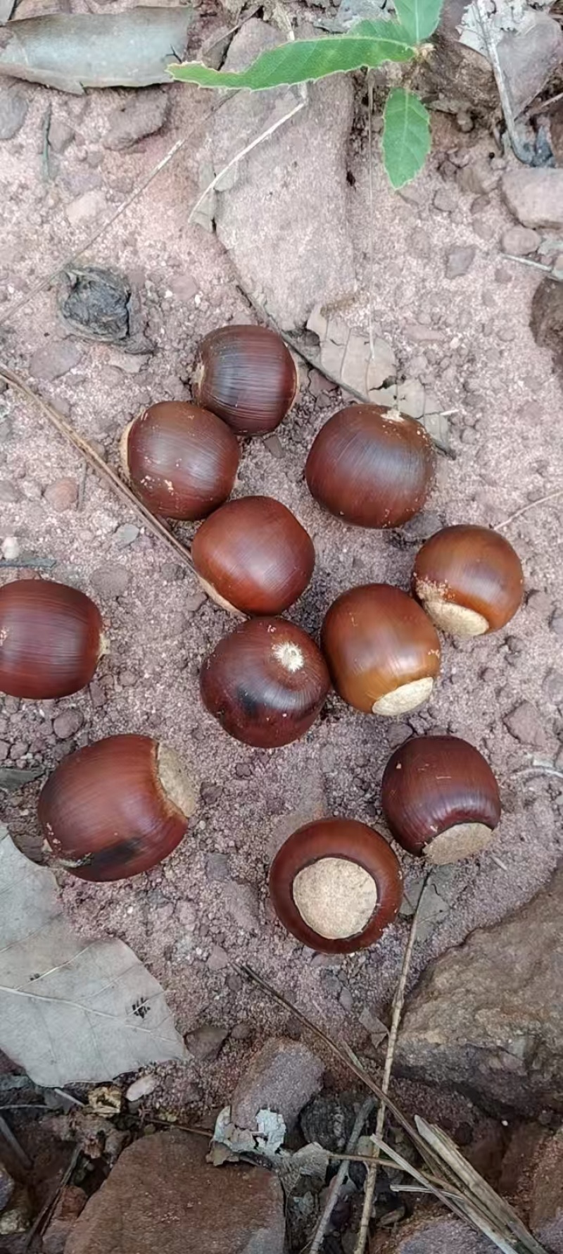 精选橡子蒙古栎种子