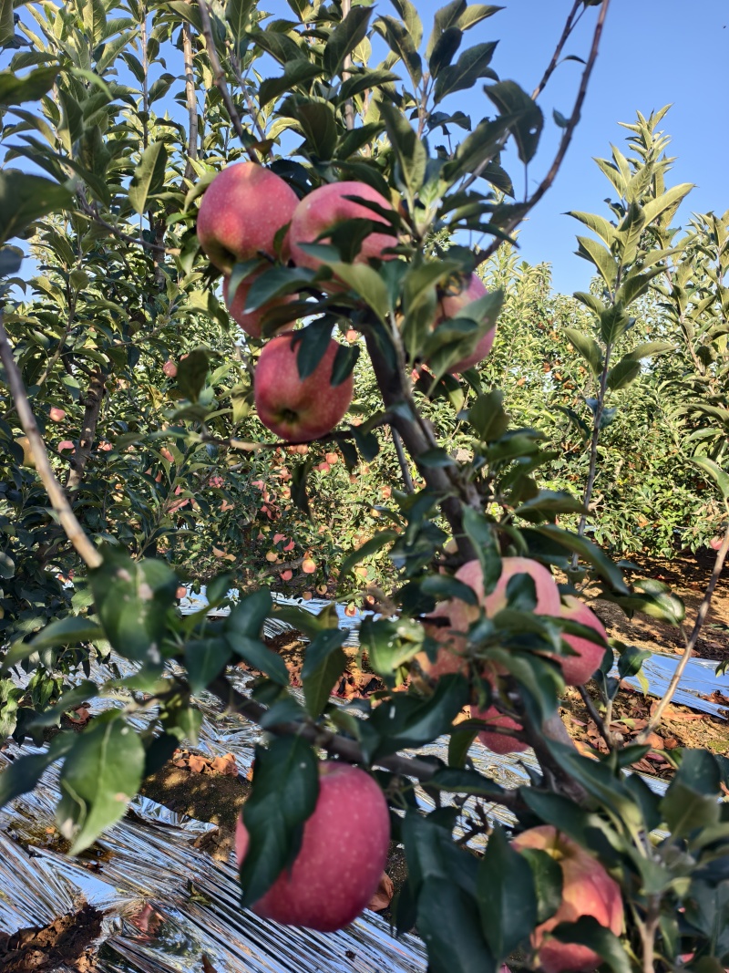 东北辽宁省绥中县中秋王苹果，大量上市。发往全国各地