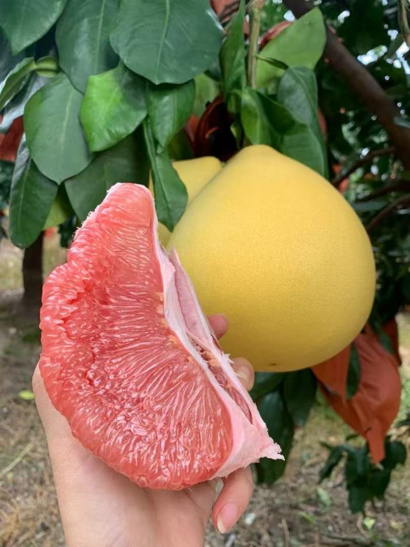 福建红心柚，三红柚，大量供应，皮薄肉厚规格齐全欢迎订购