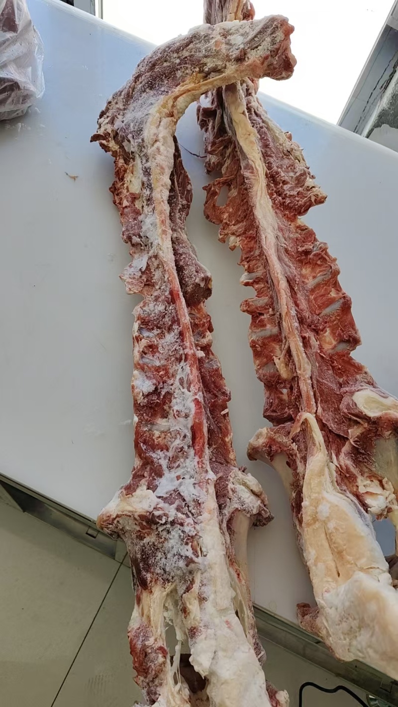 河北羊蝎子大量有货，视频看货对接全国，欢迎致电