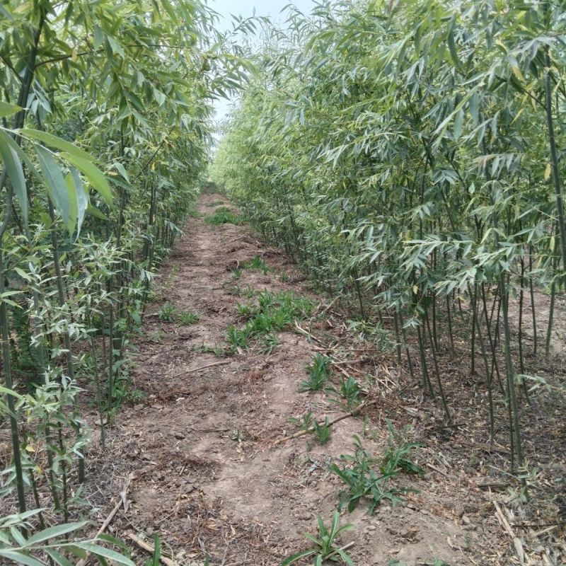 柳树苗，青皮垂柳，金丝垂柳，竹柳，直柳，黄金柳，大小规格