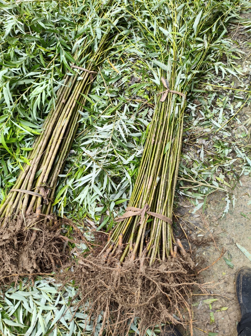柳树苗，青皮垂柳，金丝垂柳，竹柳，直柳，黄金柳，大小规格