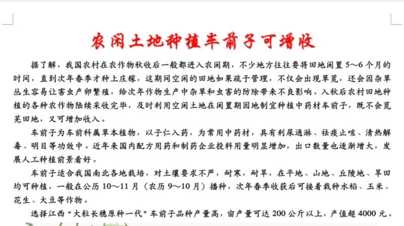 供应江西道地中药材车前子大粒品种种子回收产品