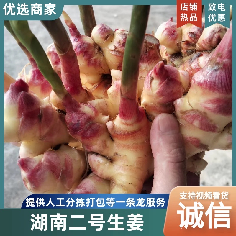 小黄姜二黄姜湖南二号生姜云南产地量大从优可视频看货