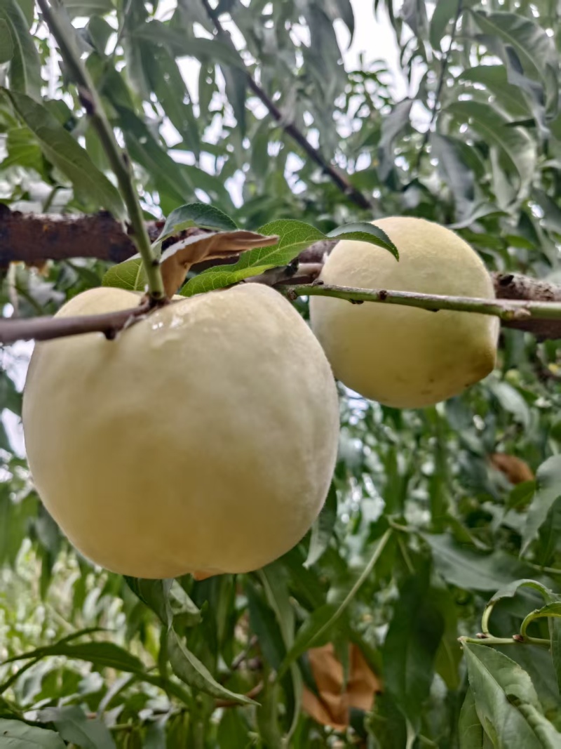 冬桃/湖北襄阳宜城市冬桃种植基地大量上市/对接全国采购商