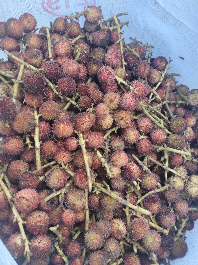 云南省文山精品阳春砂可按要求加工，有大货。