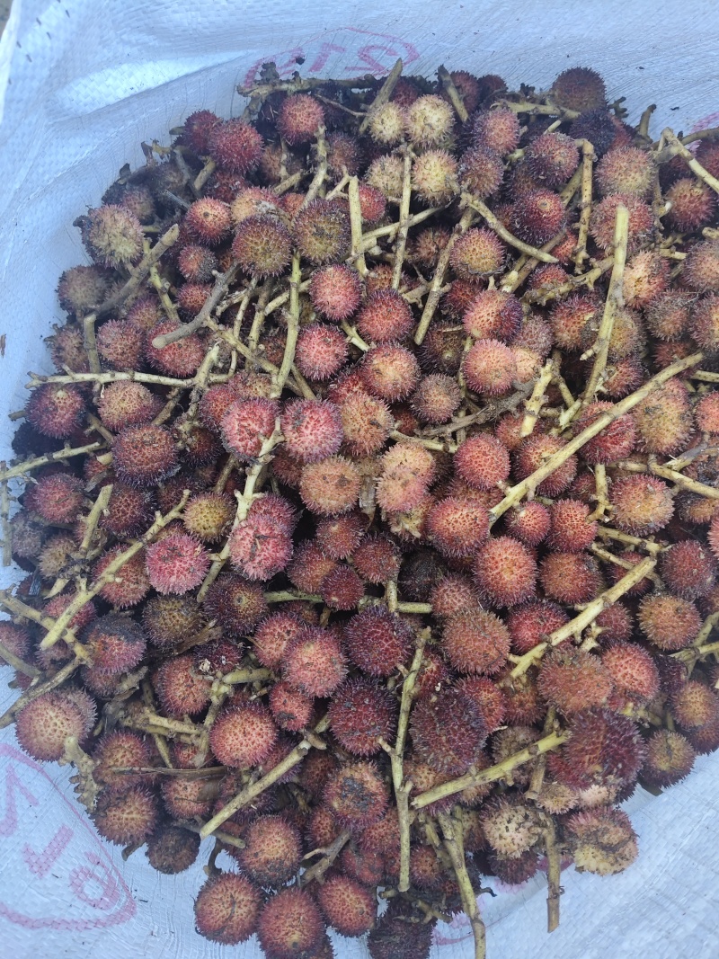 云南省文山精品阳春砂可按要求加工，有大货。