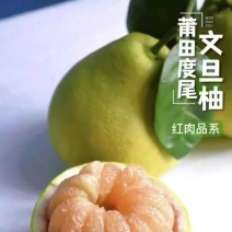 度尾文旦柚苗，杯苗，地苗。