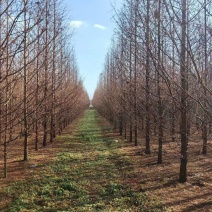 杉树，水杉，中山杉，落羽杉，8一16公分，全国发货