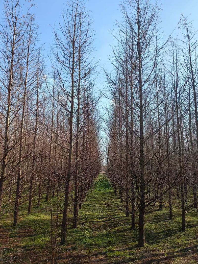 杉树，水杉，中山杉，落羽杉，8一16公分，全国发货