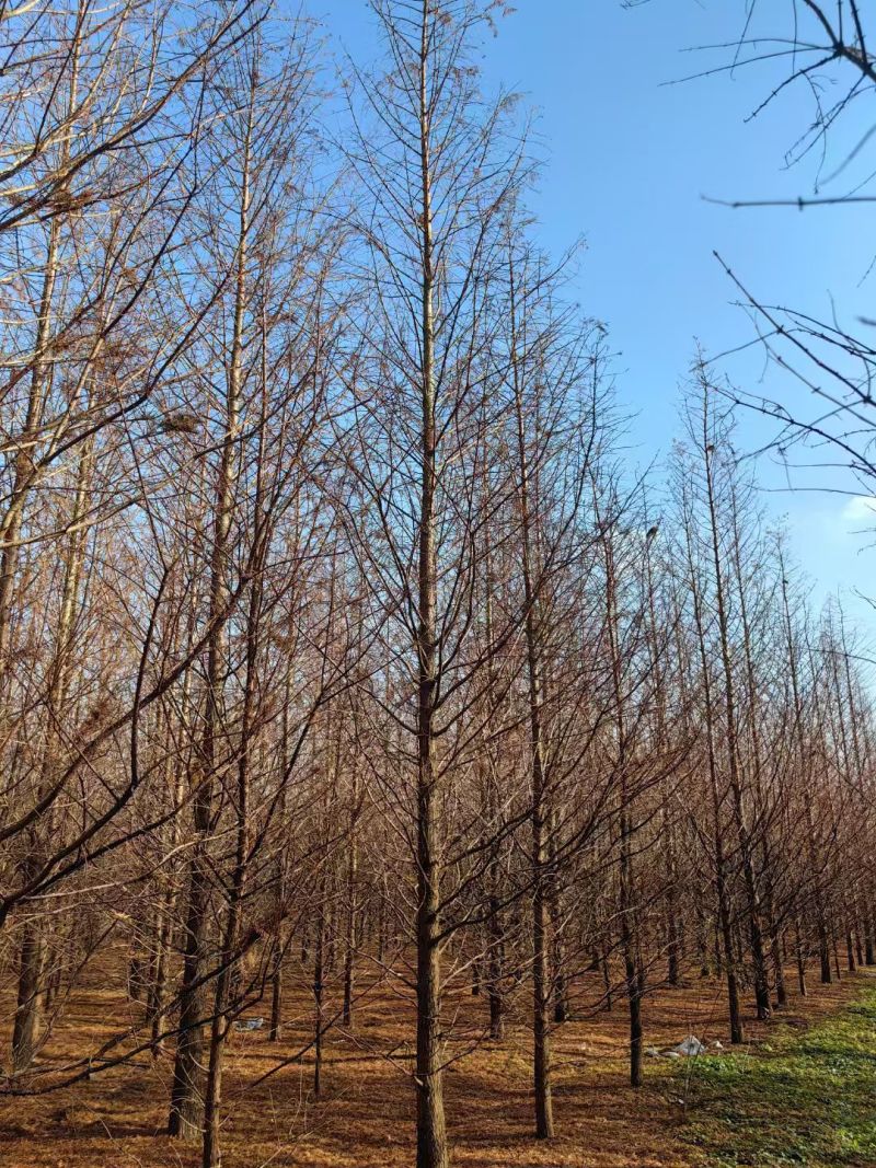 杉树，水杉，中山杉，落羽杉，8一16公分，全国发货